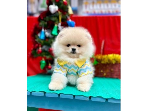 Safkan pomeranian boo yavrularımız