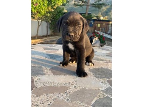 2 aylık bodyguard cane corso yavrularım