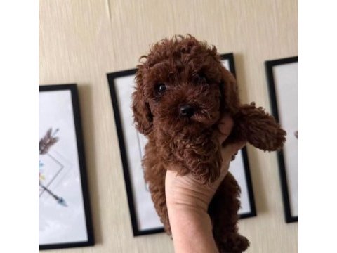 Toy poodle yavru köpekler