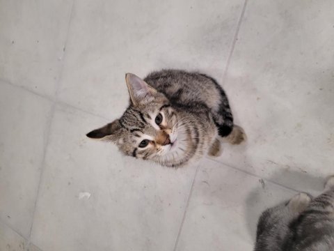 Evcil tekir hayvanlarımızı sahiplendirme