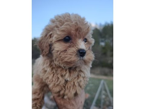 Anne altından maltipoo yavrular