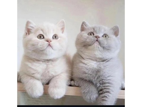 British shorthair yavru kedilerimiz