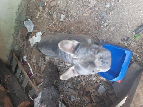Blue erkek blue tan dişi french bulldog