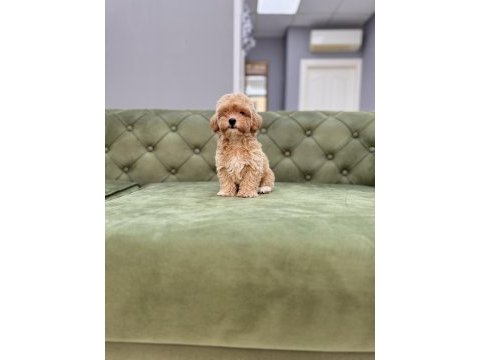 Bebek yüzlü orjinal maltıpoo yavrumuz
