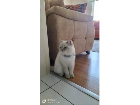 7 aylık british shorthair damızlık erkek kedimiz