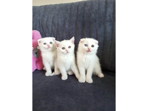 Pofuduk scottish fold white
