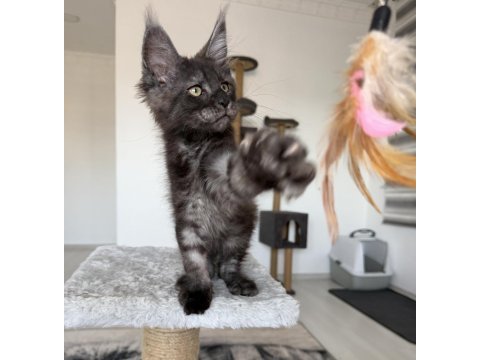 Black smoke erkek üst kaliteli maine coon