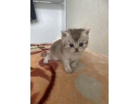 Safkan british shorthair kedimiz