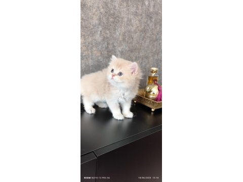 Full şecereli british longhair bebekler