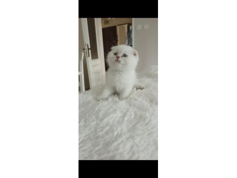 Scottish fold disi