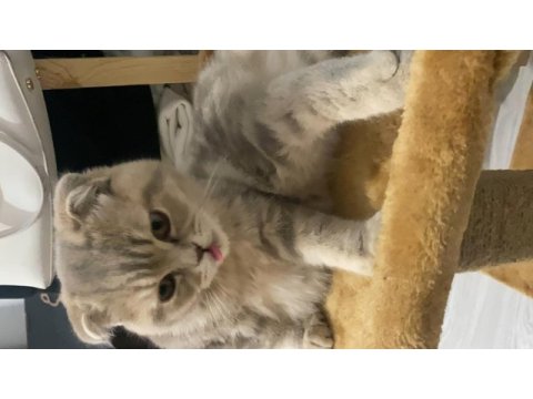 Minik scottish fold kız
