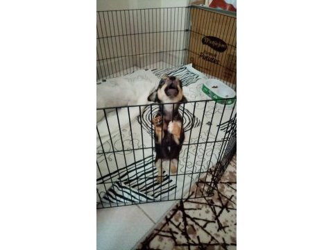 Bebek minyatür pinscher