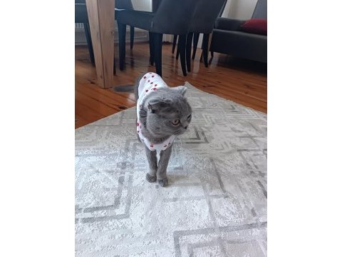 1.5 yaşında scottish fold