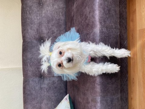 Maltese terrier