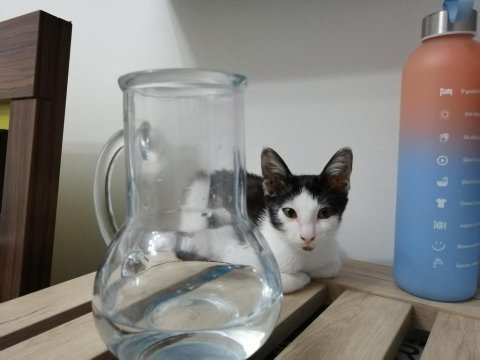 Erkek yavru tekir kedim