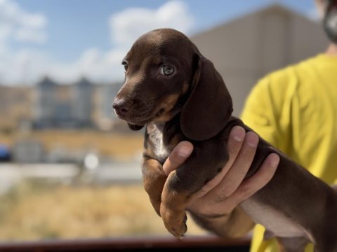 Ankaranın çok özel mini dachshund yavrusu