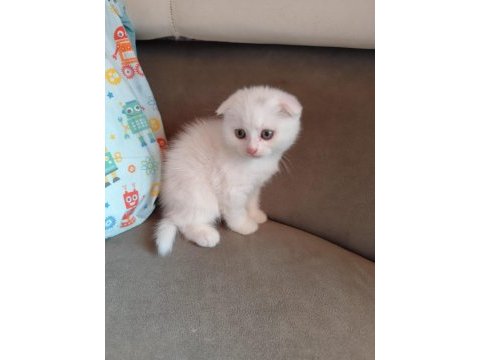 Uygun şartlarda scottish fold kedilerimiz
