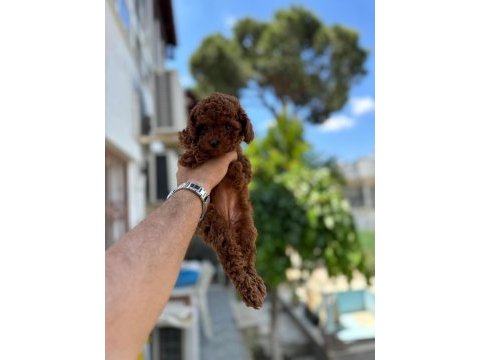 Kg garantili a kalite lekesiz poodle yavrularımız