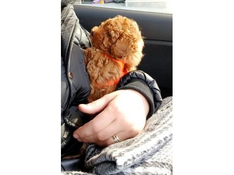 40 günlük poodle yavrumuz sahiplendirmek istiyorum