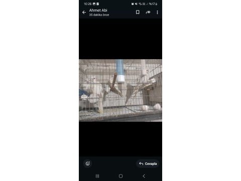 Sultan papağanı albino lutino wi-fi