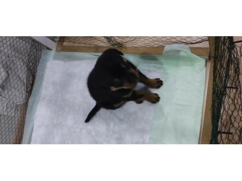 Yavru rottweiler