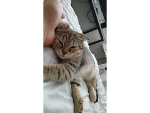 4 aylık scottish fold golden tabby - lora