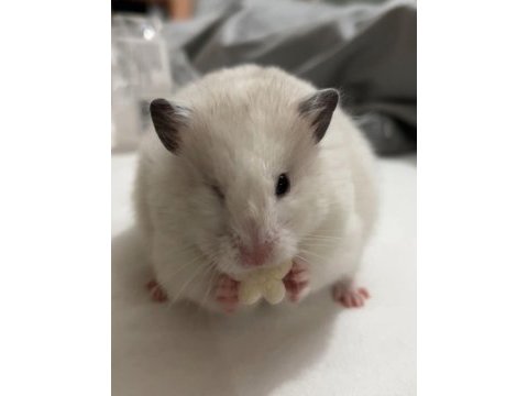 Birbirinden tatlı syrian hamsterlar