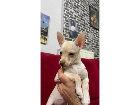 Orjinal beyaz renk 2 aylık chihuahua cinsi yavru
