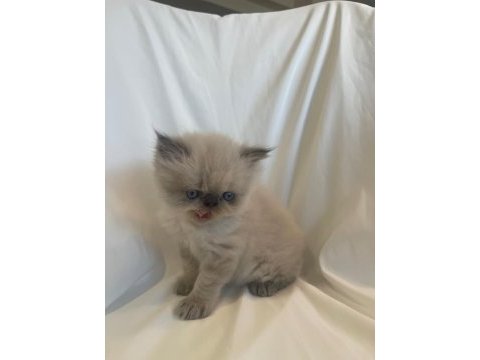 Saf kanlı bluepoint himalayan kedim