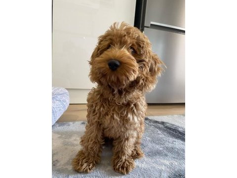 Muhteşem tüy yapısı ile çipli toy poodle