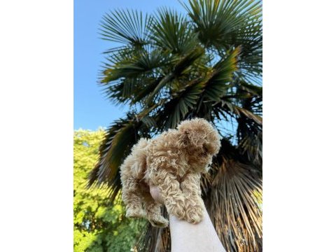 Maltipoo ve diğer ırklar için iletişime geçin