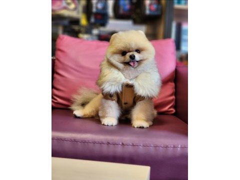 Türkiyedeki en basık burunlu tam ayı surat pomeranian