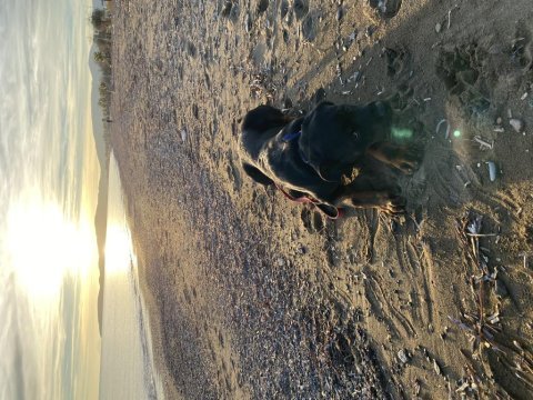 Safkan rottweiler