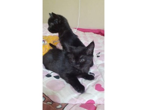 Ücretsiz 4 yavru anne kedim