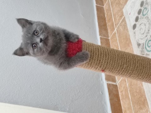 Acil dişi scottish fold ve british top surat yavrular
