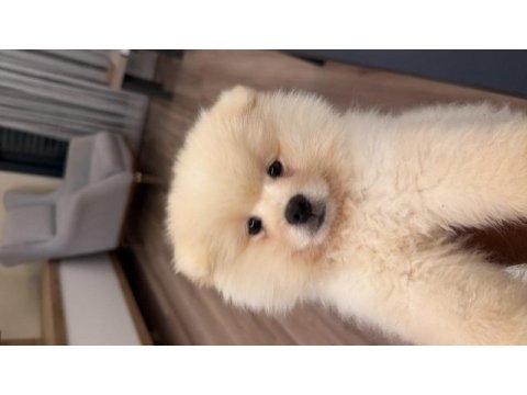 Pomeranian boo 4 aylık