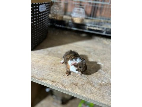 İstanbul bağcılar sahibinden ginepig