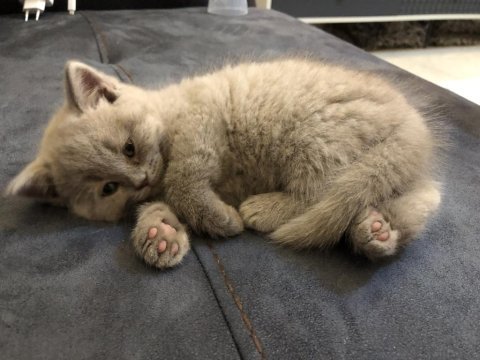British shorthair lilac