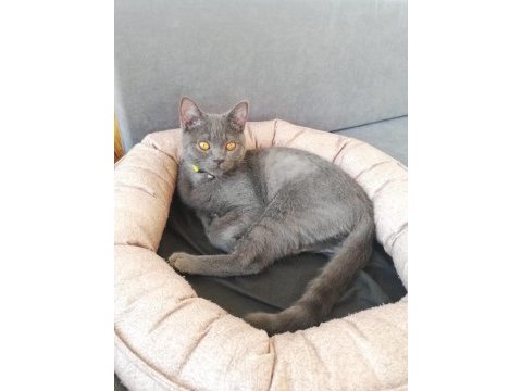 British shorthair yavru