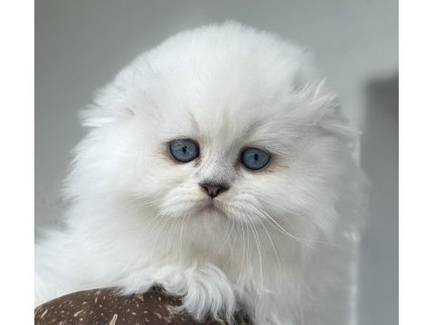 Scottish fold erkek yavru