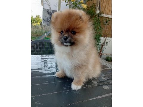 Şampiyon babadan erkek dişi pomeranian yavrular