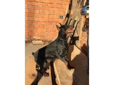 Russia statüs torunu secereli doberman