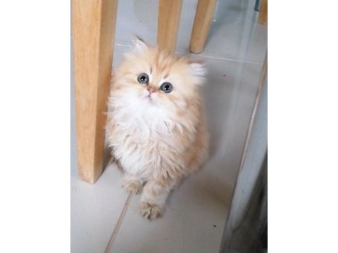 Golden british longhair bebekler