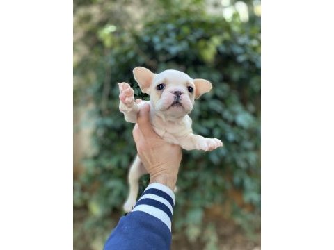 Güzeller güzeli çok sevimli french bulldog yavrular