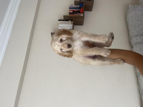 Maltipoo yavru 2.5 aylık