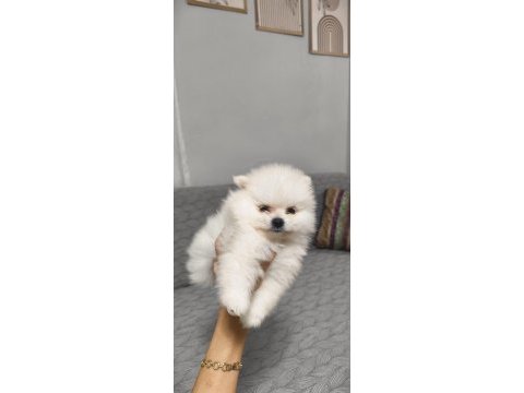 Pomeranian boo erkek ve dişi yavrularımız