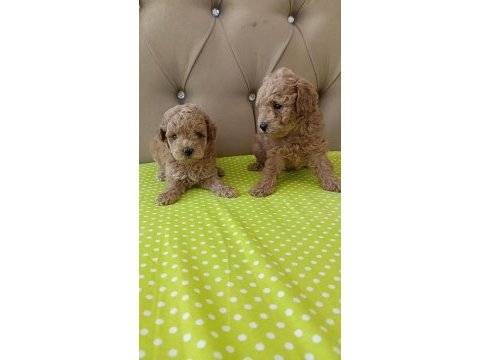 Toy poodle