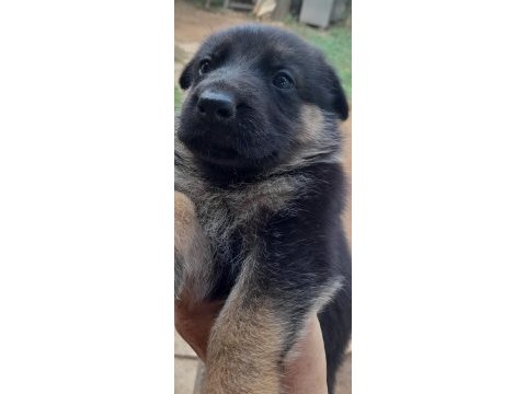 Alman çoban köpeği yavruları