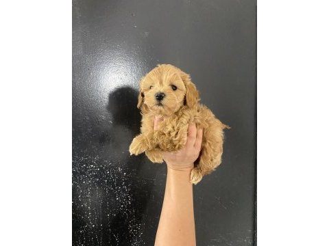 Kore teacup gerçek maltipoo orjinal
