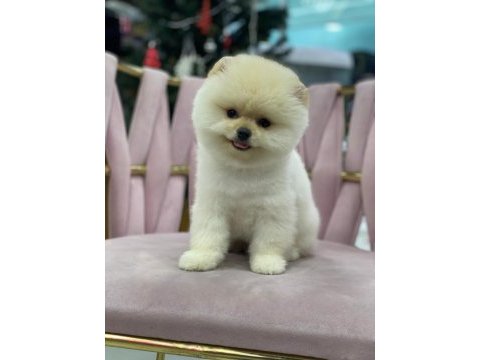 Orijinal yavru pomeranian boo